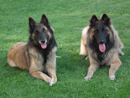 Dixi a Gio